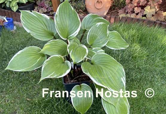 Hosta Sorbet