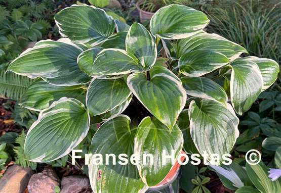 Hosta Sorbet