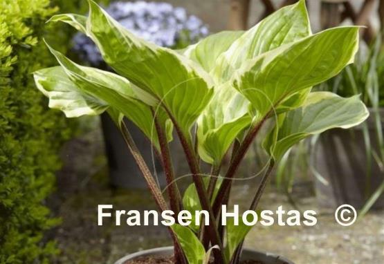 Hosta%20Sorbet-photo-made-by-Heemskerk-V