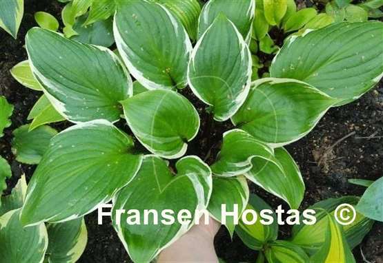 Hosta Sorbet