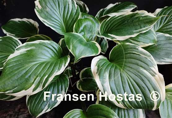 Hosta Sorbet