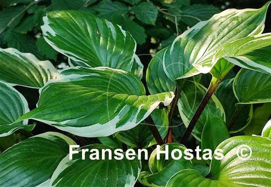 Hosta Sorbet