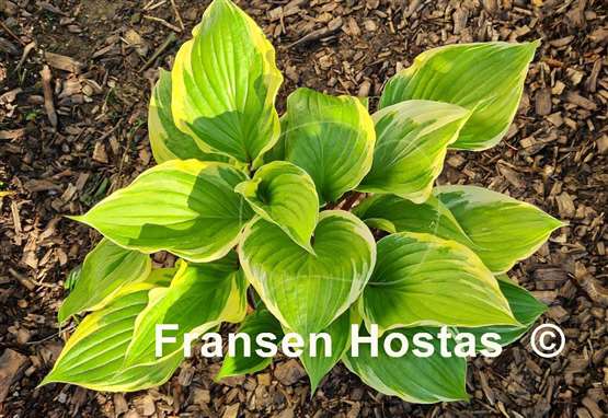 Hosta Sorbet