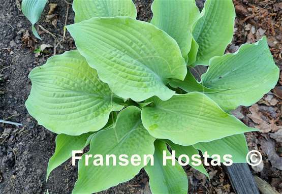 Hosta Soul Shine