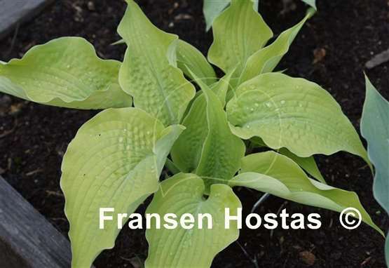 Hosta Soul Shine