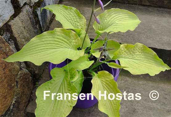 Hosta Soul Shine