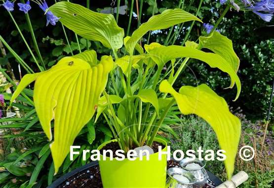 Hosta Soul Shine