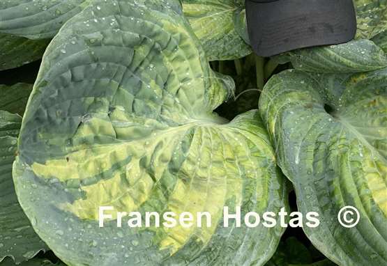 Hosta Sound of Music