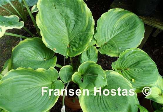Hosta Sourpuss