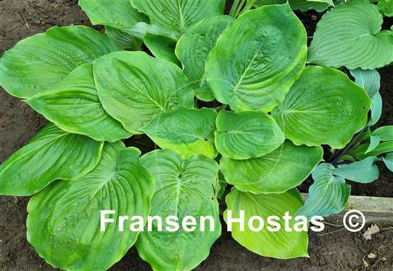 Hosta Sourpuss