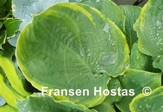 Hosta Sourpuss