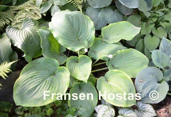 Hosta Sourpuss