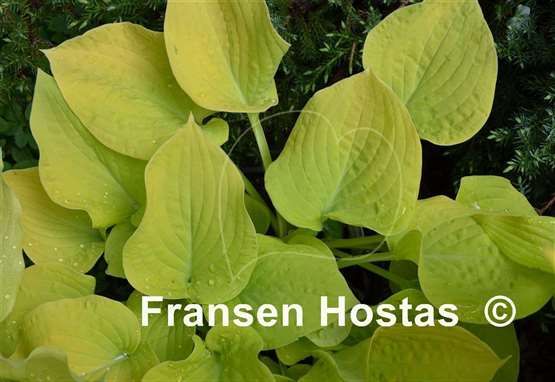 Hosta Southern Gold