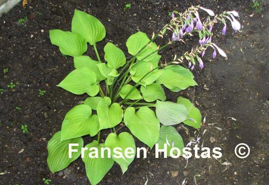 Hosta Southern Comfort