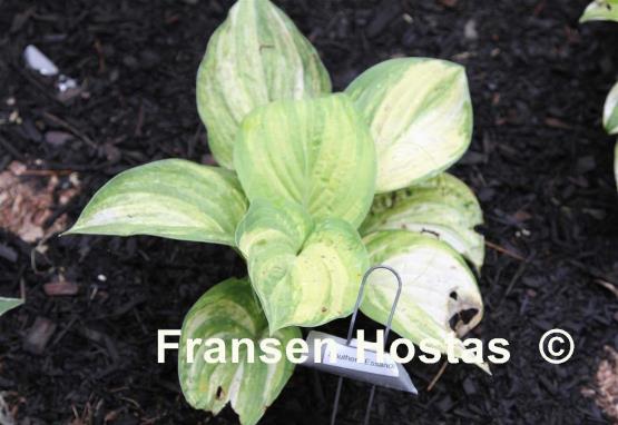 Hosta Southern Essence