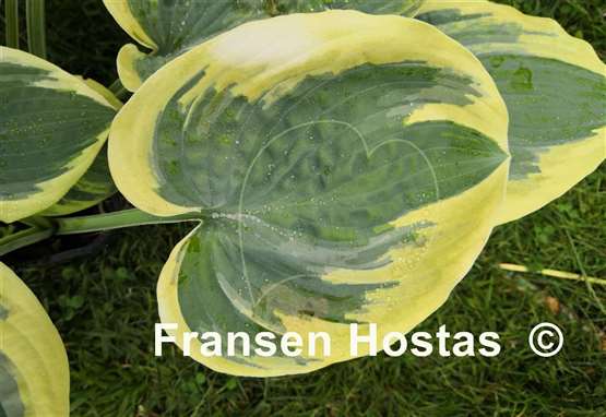Hosta Souvenir to Friends