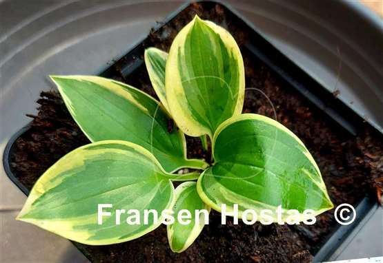 Hosta Souvenir to Friends