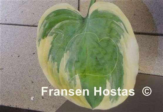 Hosta Souvenir to Friends