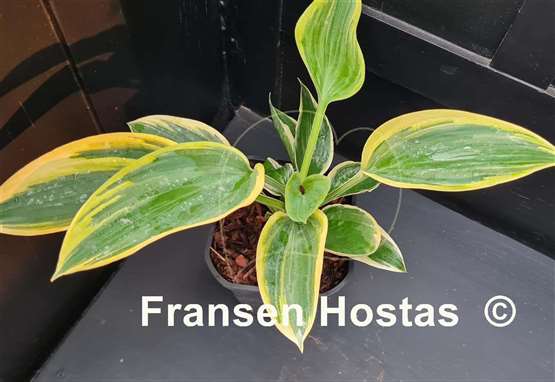Hosta Souvenir to Friends