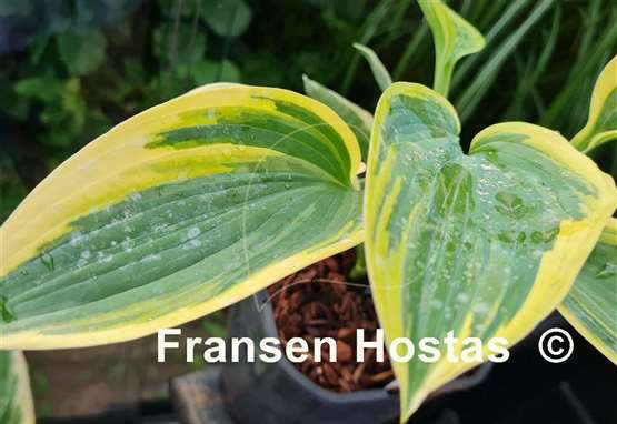 Hosta Souvenir to Friends