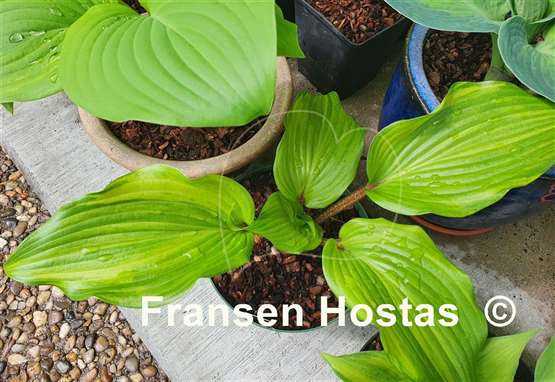 Hosta Sparkle