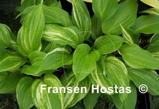 Hosta Sparkle