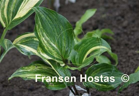 Hosta Sparkle