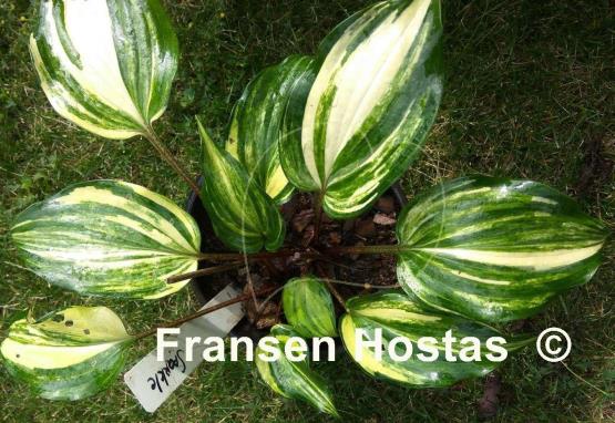 Hosta Sparkle