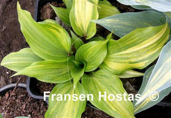 Hosta Sparkle