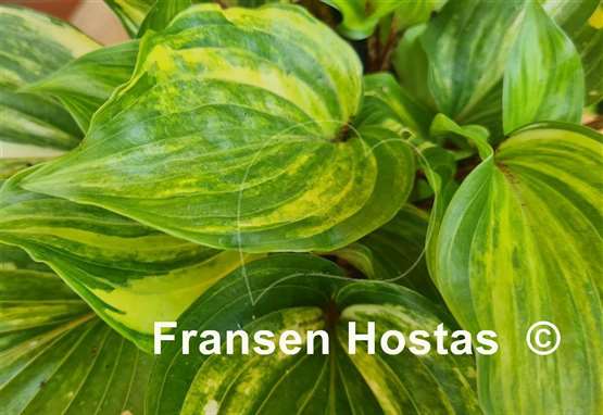Hosta Sparkle