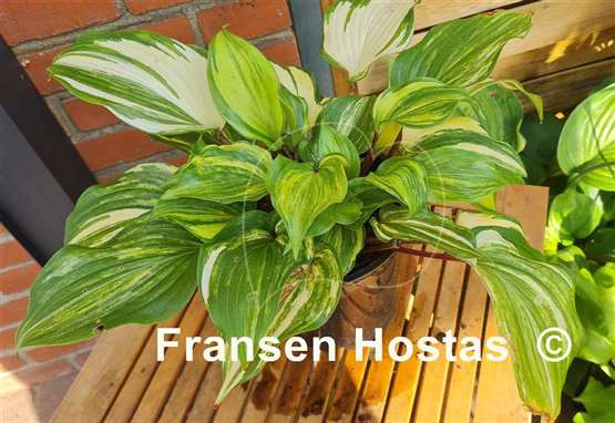 Hosta Sparkle