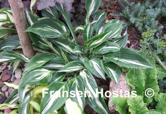 Hosta Sparkler