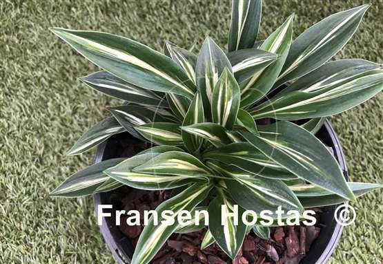 Hosta Sparkler