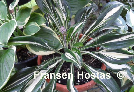 Hosta Sparkler