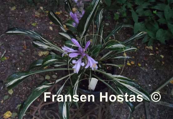 Hosta Sparkler