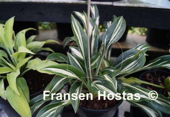 Hosta Sparkler