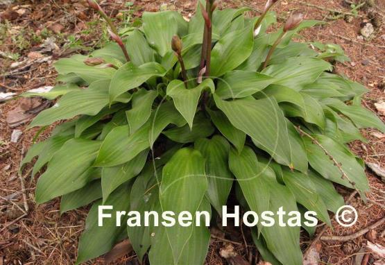 Hosta Sparkling Burgundy