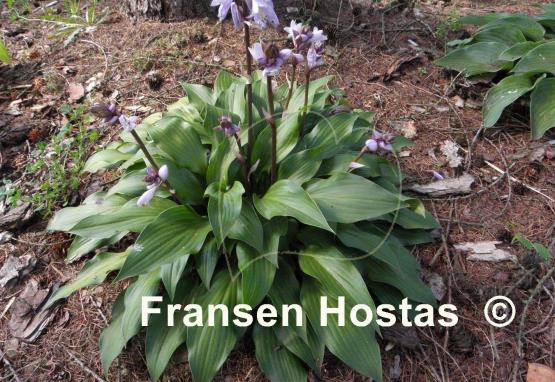 Hosta Sparkling Burgundy