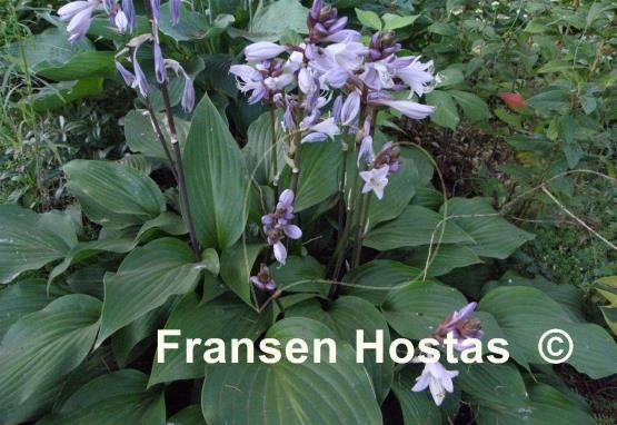 Hosta Sparkling Burgundy