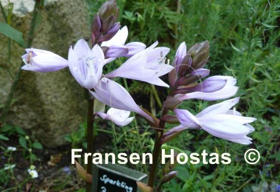 Hosta Sparkling Burgundy