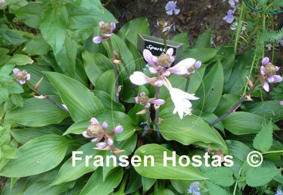 Hosta Sparkling Burgundy