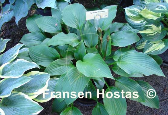 Hosta Sparkling Burgundy