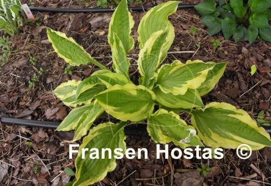 Hosta Sparky
