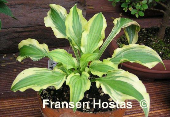 Hosta Sparky