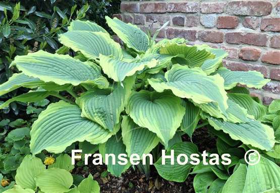 Hosta Spartacus