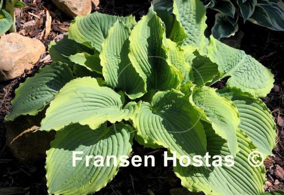 Hosta Spartacus
