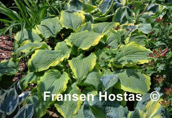 Hosta Spartacus