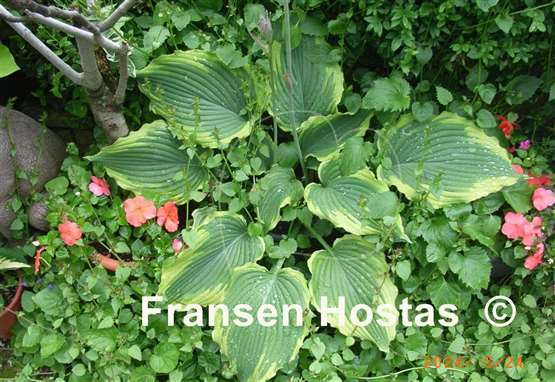 Hosta Spartacus