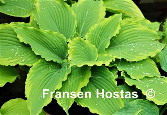 Hosta Spartacus