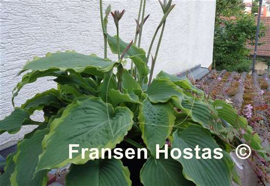 Hosta Spartacus